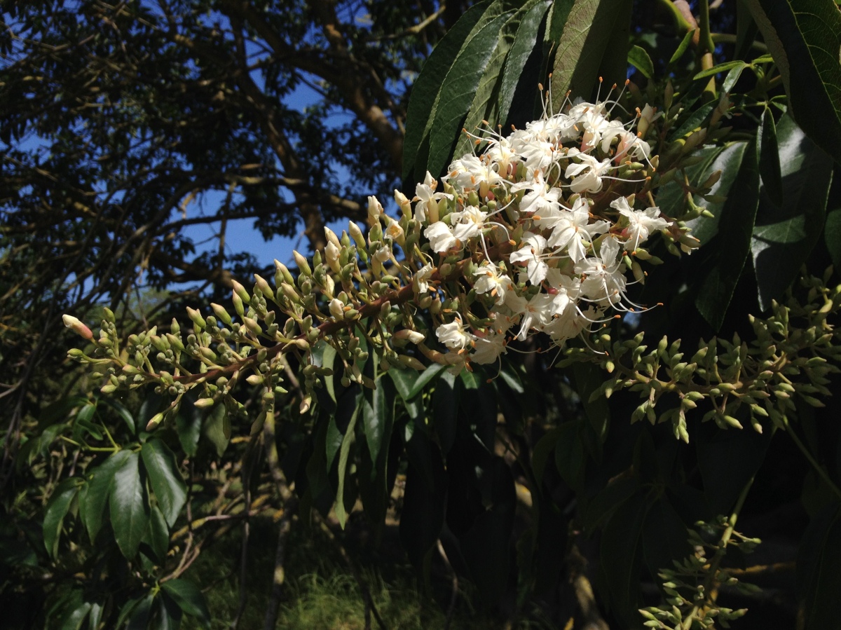 California Buckeye – Aesculus californica