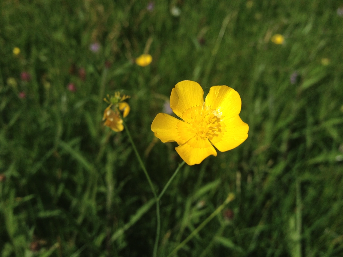Meadow Buttercup – Ranunculus acris