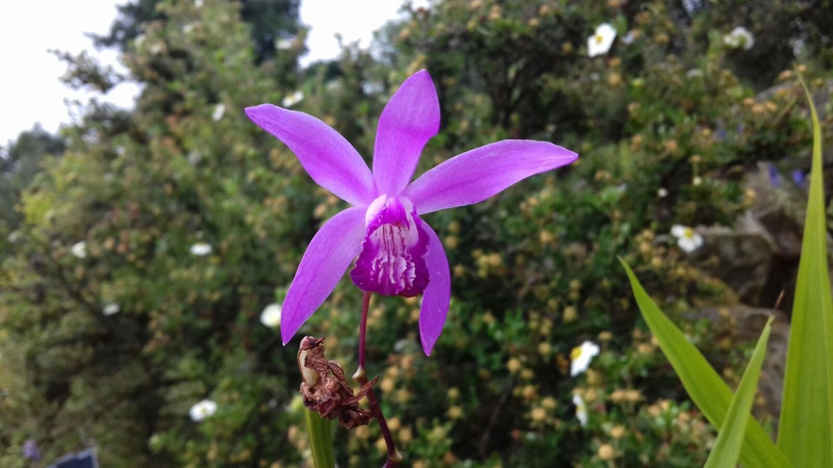 Hyacinth Orchid – Bletilla striata