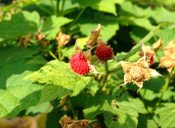 Thimbleberry – Rubus parviflorus