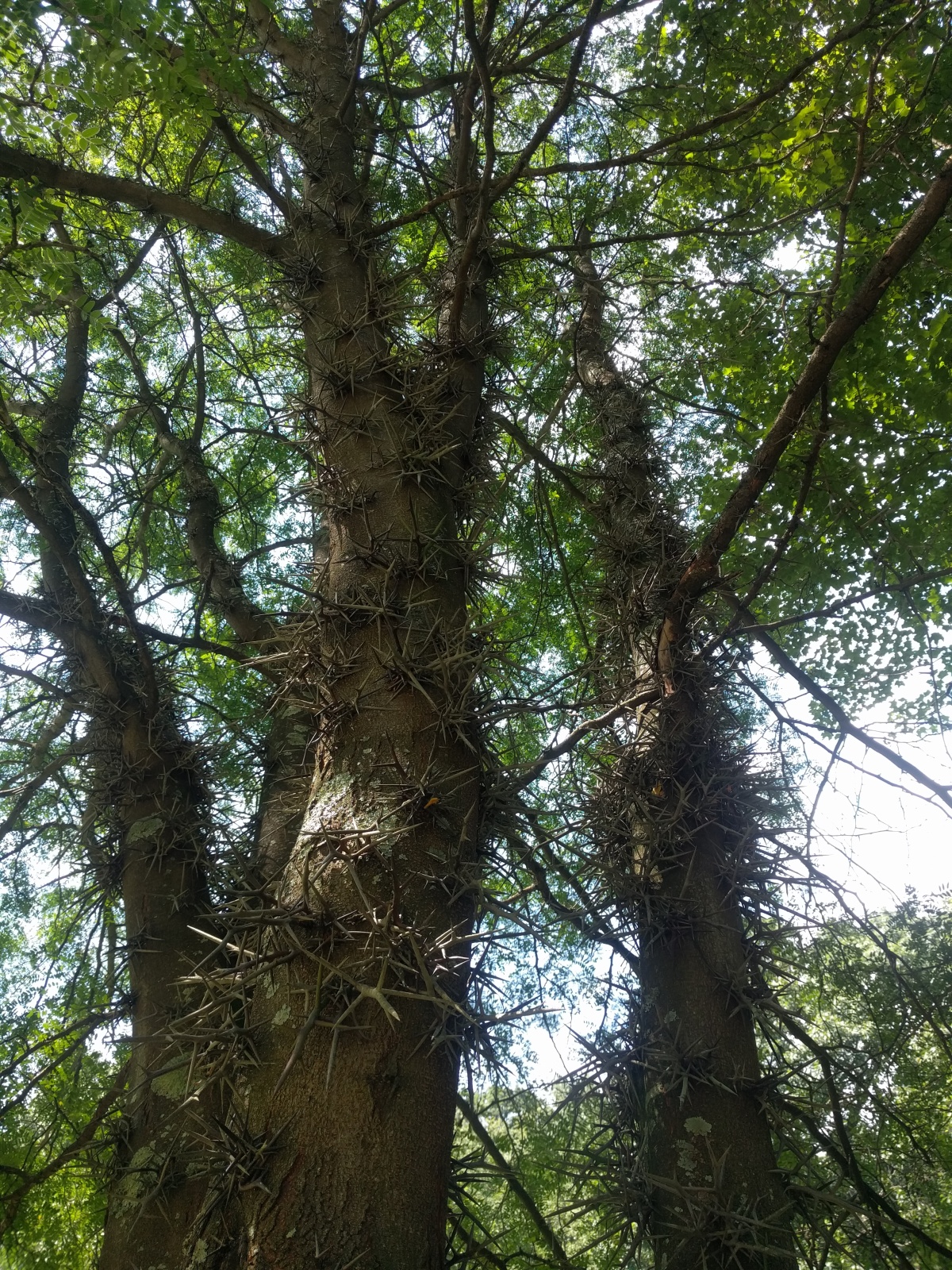 honey locust tree
